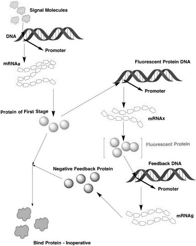 Cerebral stroke warning genetic circuit model