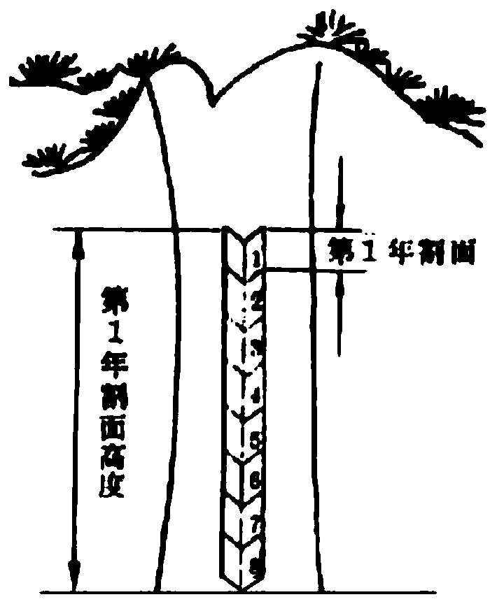 Pine tree and rosin material dual-purpose forest sustainable management method