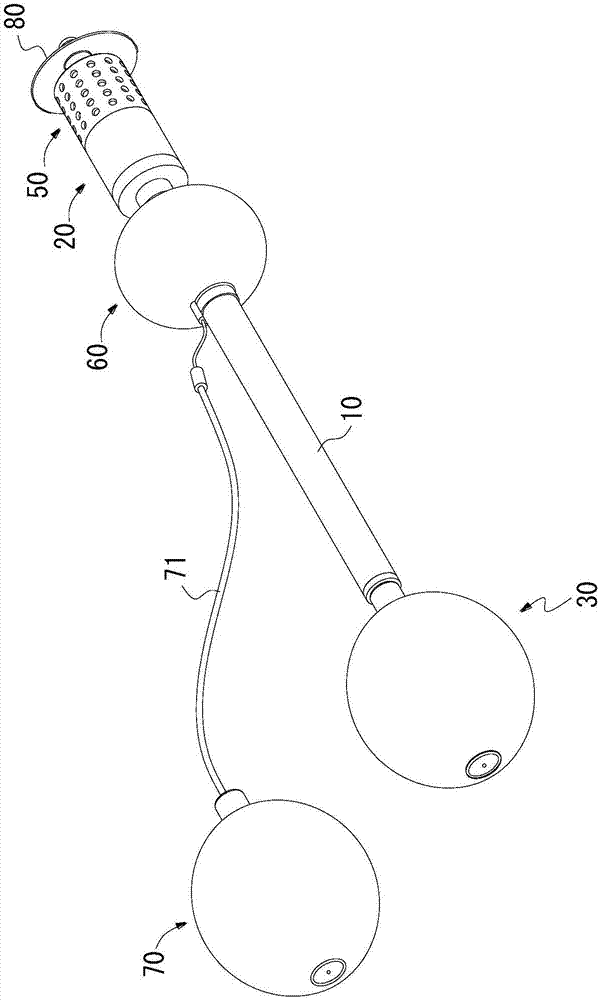 Vaginal Lactobacillus planter