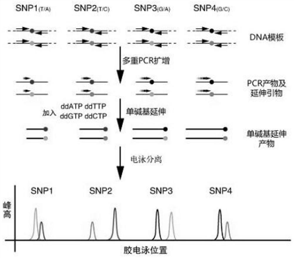 Gene detection reagent for predicting liver injury caused by antituberculous drug, test kit and detection method