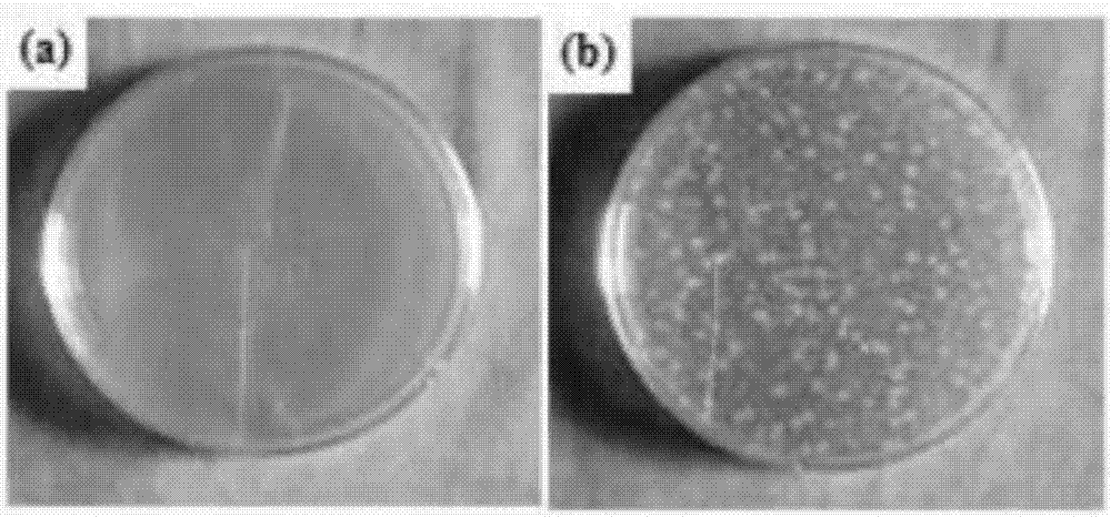 Anti-bacterial dual-phase stainless steel and machining process thereof