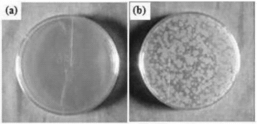 Anti-bacterial dual-phase stainless steel and machining process thereof