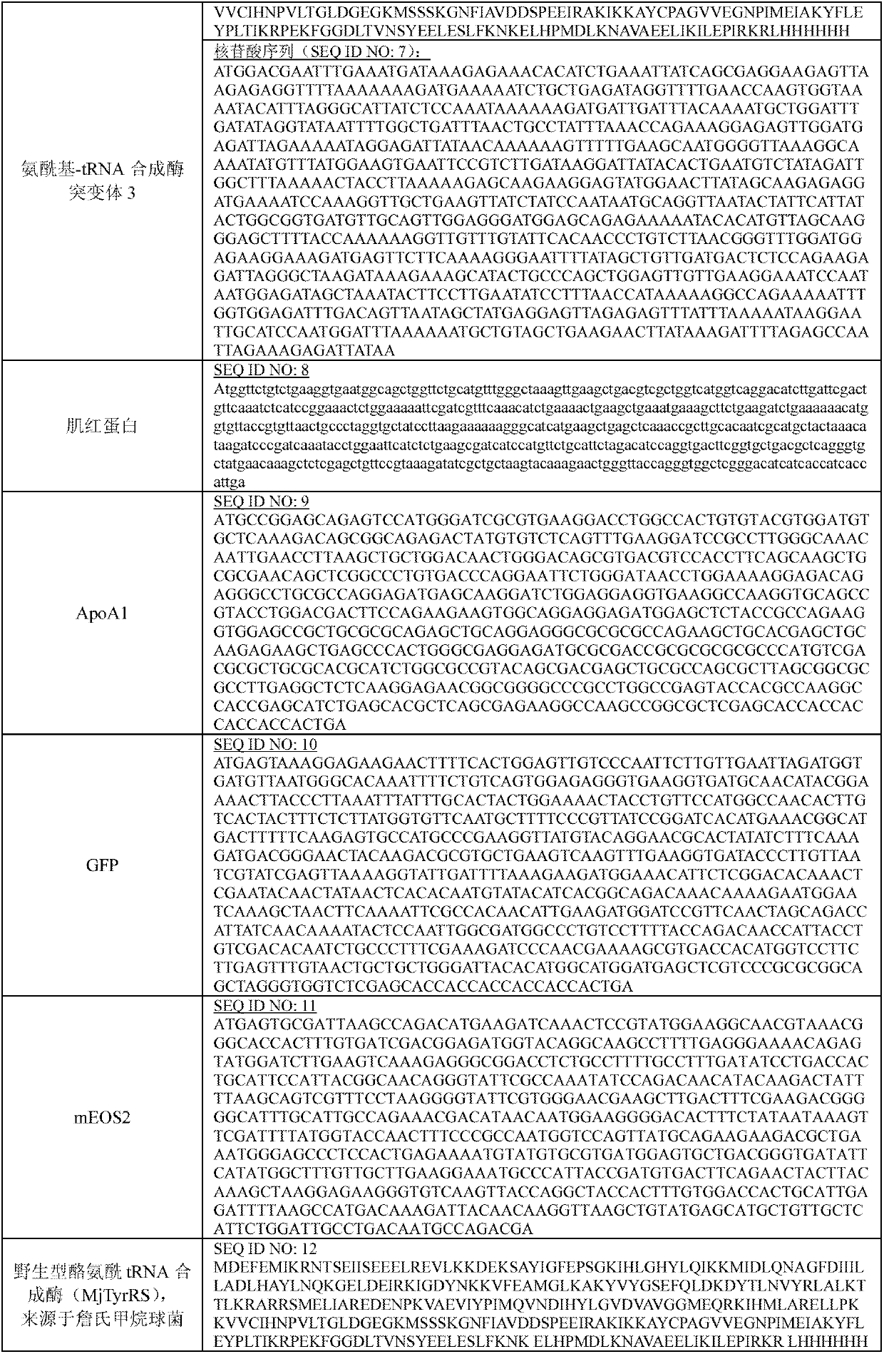 3-chlorinated tyrosine translation system and application thereof