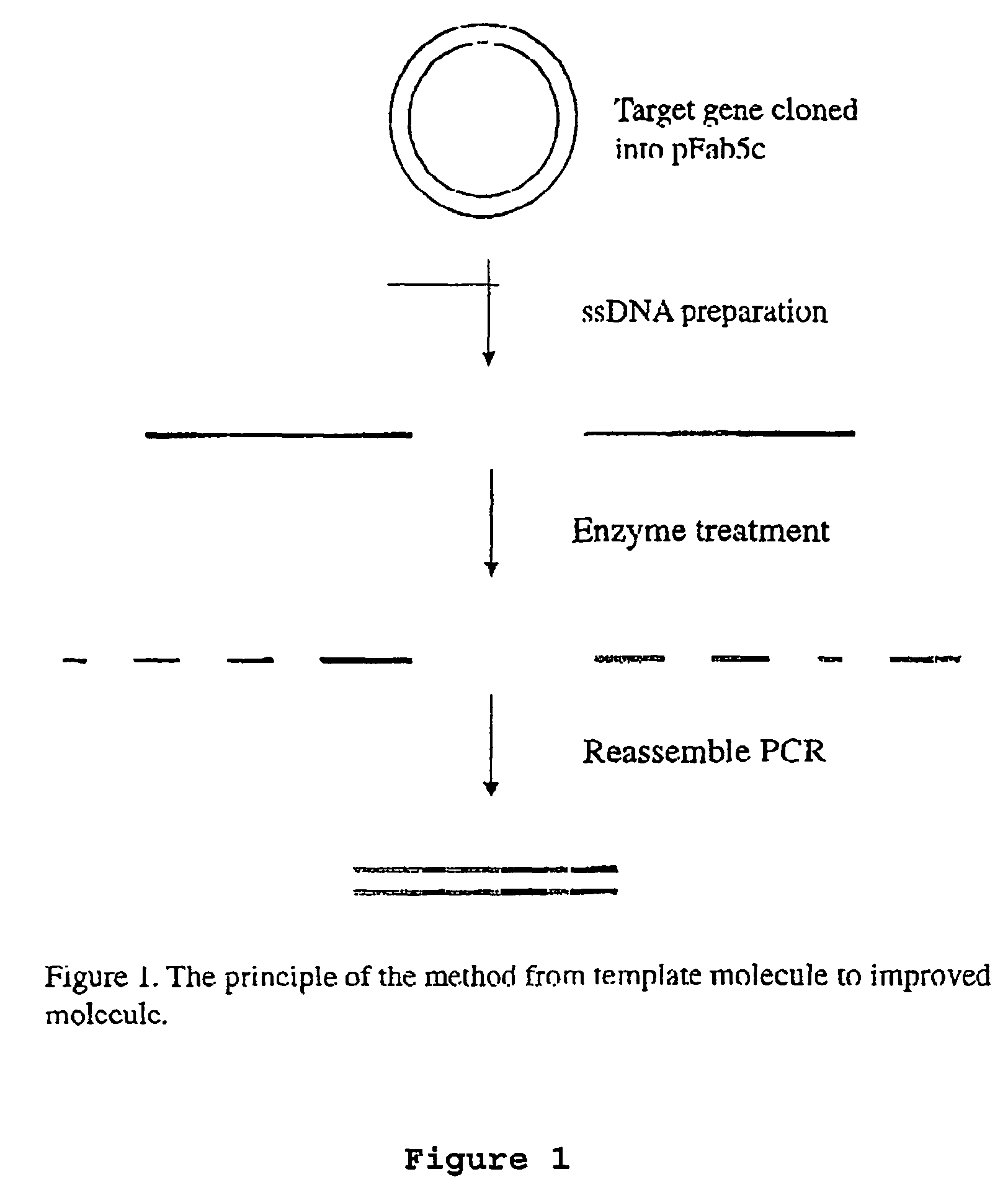 Method for in vitro molecular evolution of protein function