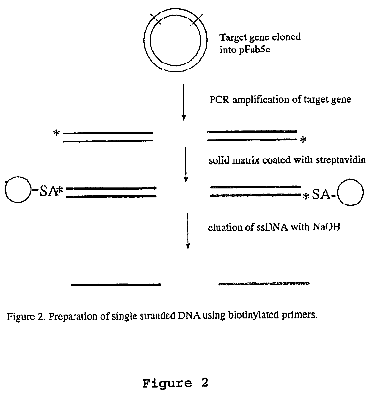 Method for in vitro molecular evolution of protein function