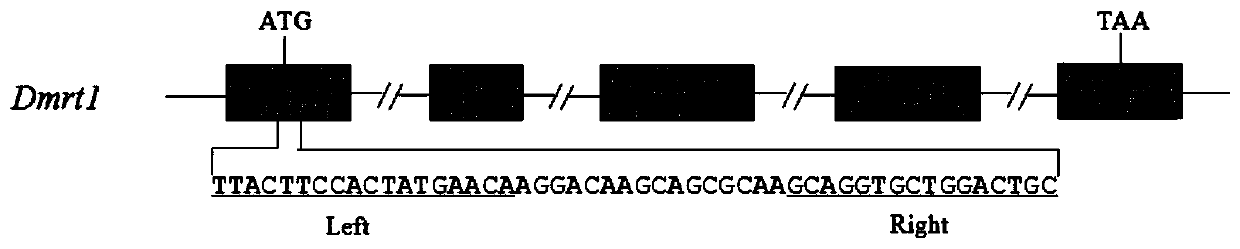 A method for gene editing of eels