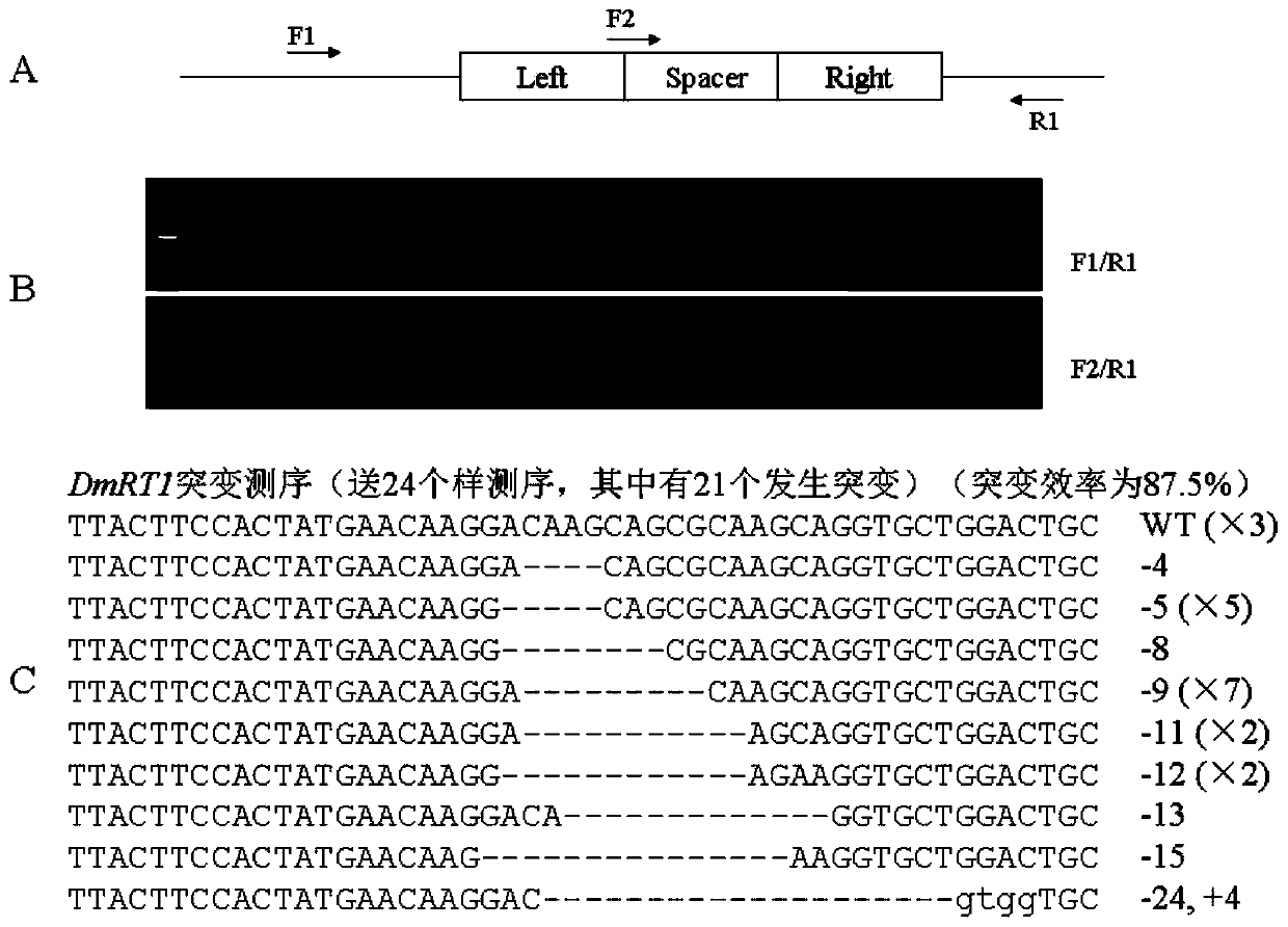 A method for gene editing of eels