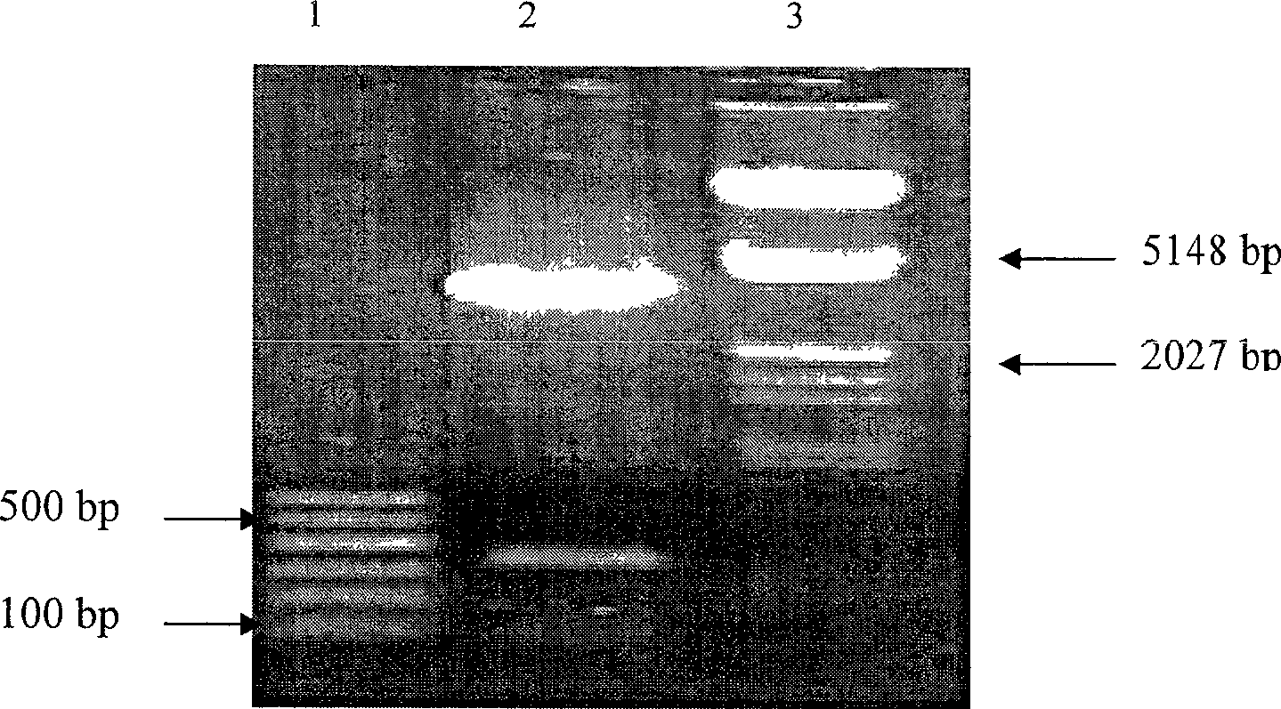 Plant anther specific promoter and its application