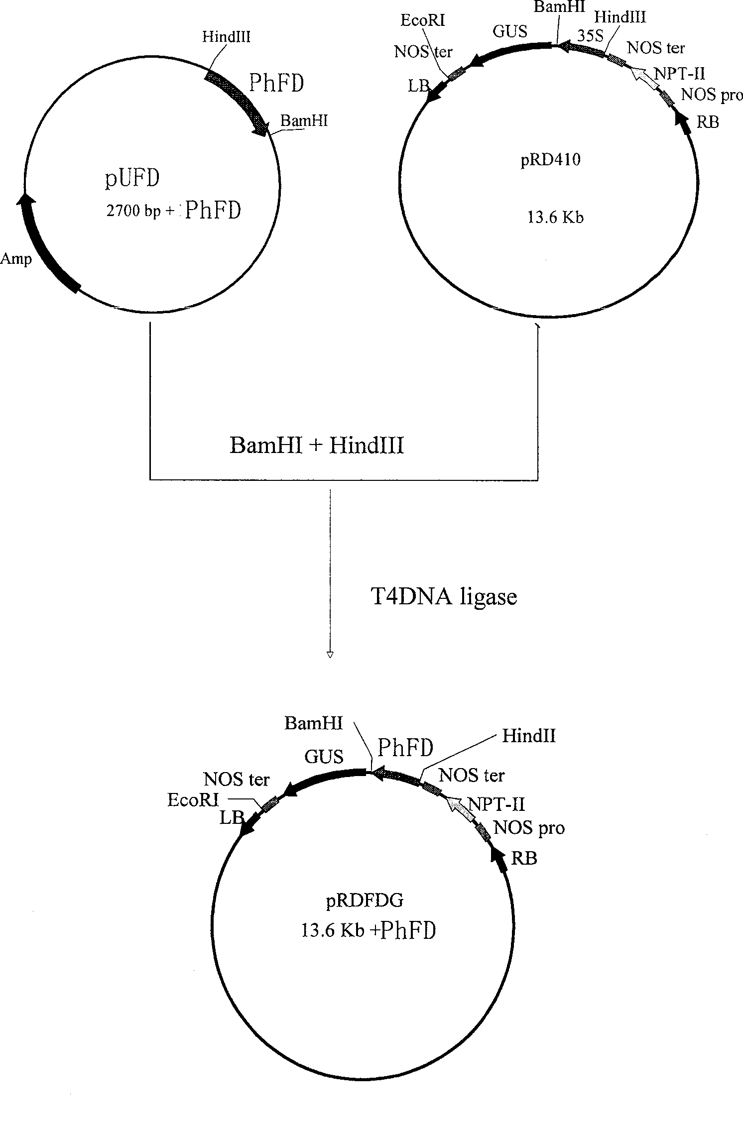 Plant anther specific promoter and its application