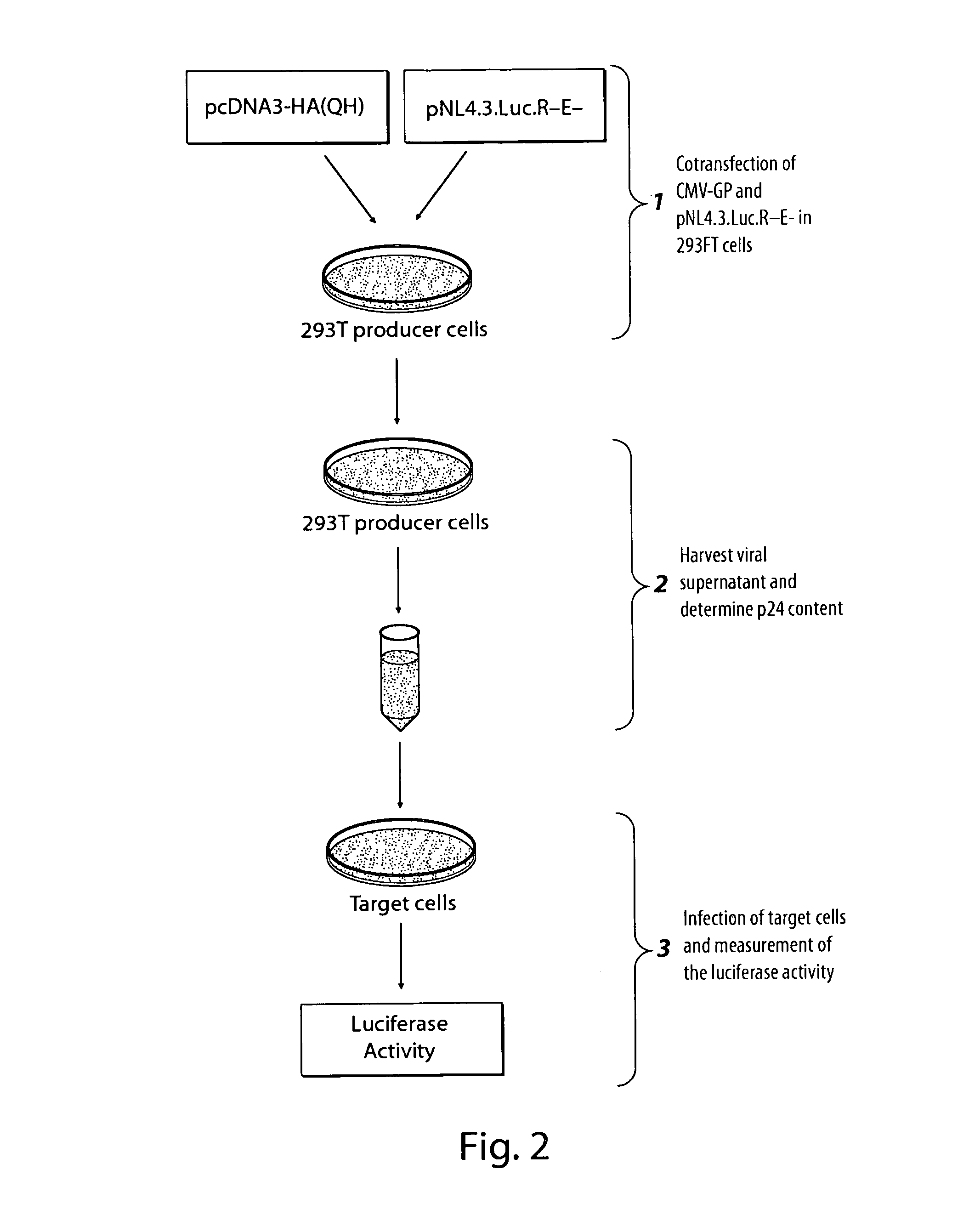 Inhibitors of filovirus entry into host cells