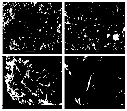 Preparation method, product, and applications of cetyl trimethyl ammonium bromide modified bismuth molybdate photoelectrode