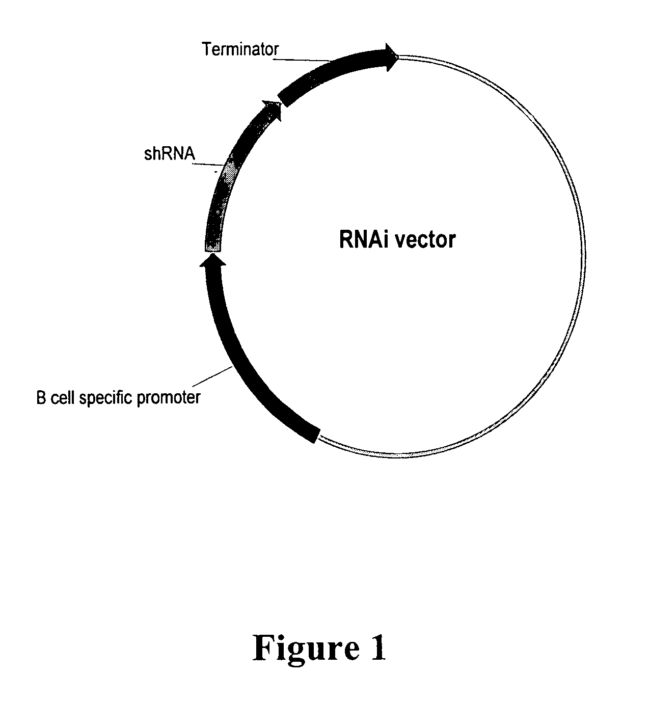 Targeted delivery of RNA interference molecules