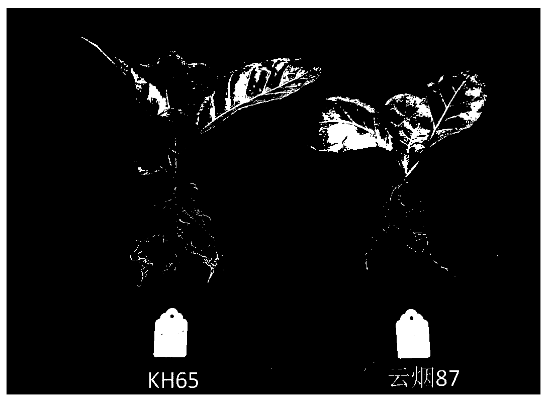 Method for rapidly obtaining high-nicotine tobacco mutant by screening tobacco root systems