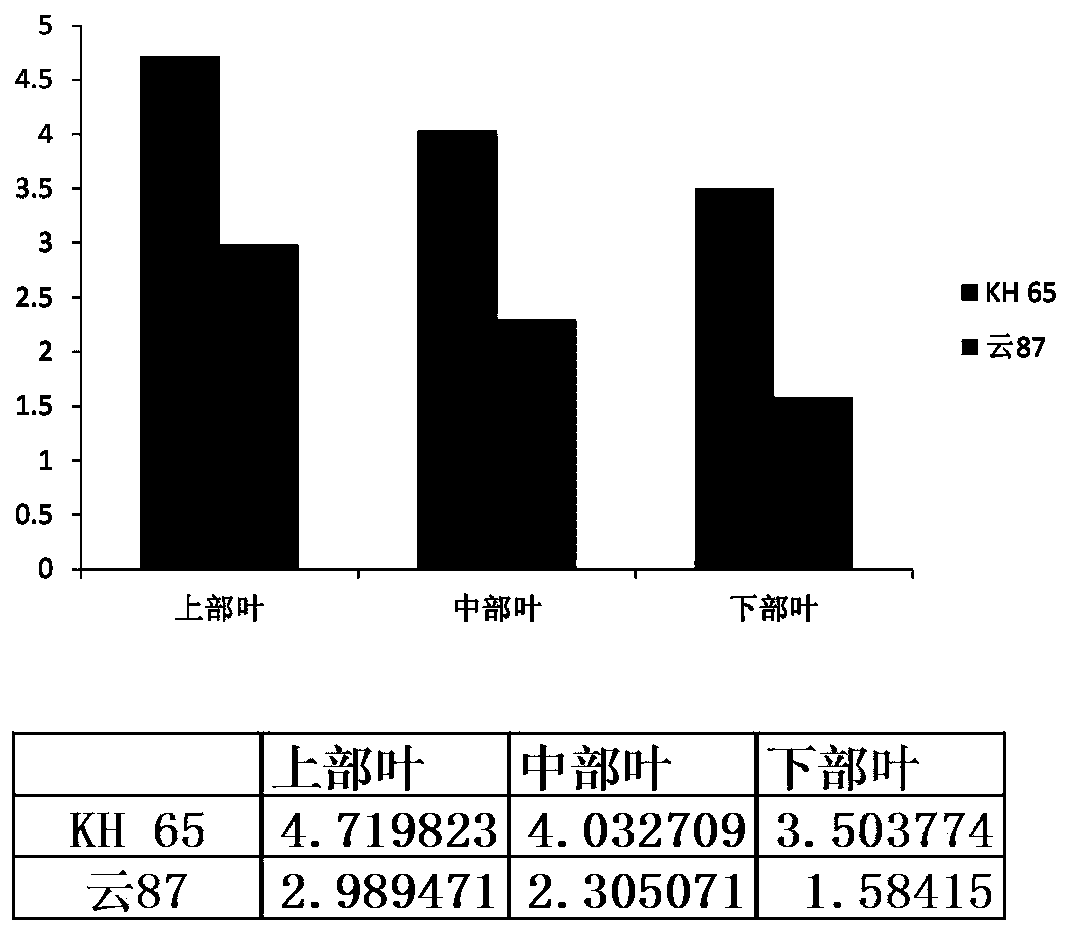 Method for rapidly obtaining high-nicotine tobacco mutant by screening tobacco root systems