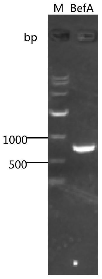 Polypeptide and application thereof