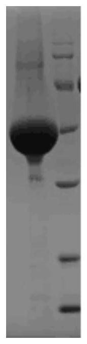 Heparin binding protein antibody as well as kit and application thereof