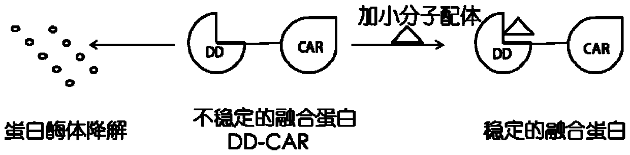 CAR-T cell containing unstable structural domain, preparation method thereof and method for adjusting functions of CAR-T cell