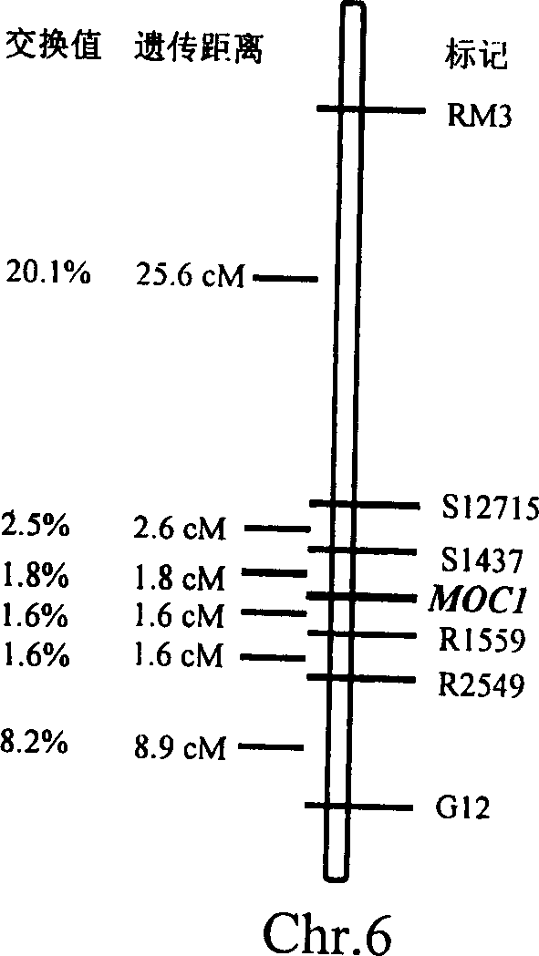 Rice tiller control gene MOC1 and its application