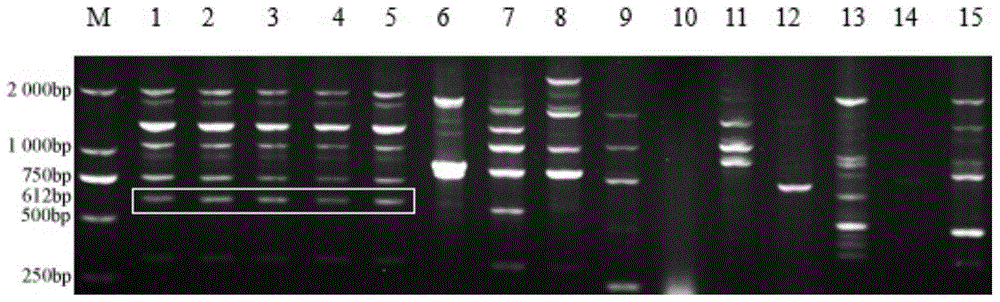 A method for rapid diagnosis of mulberry sclerotinia