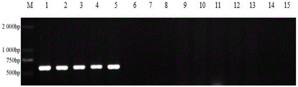 A method for rapid diagnosis of mulberry sclerotinia