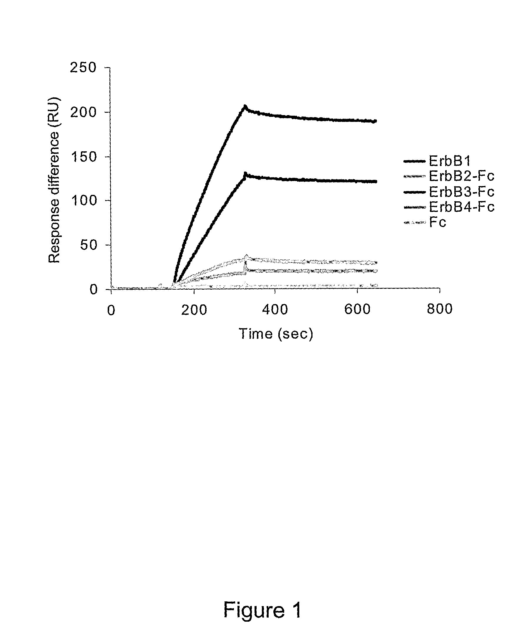 ErbB receptor-derived peptide fragments