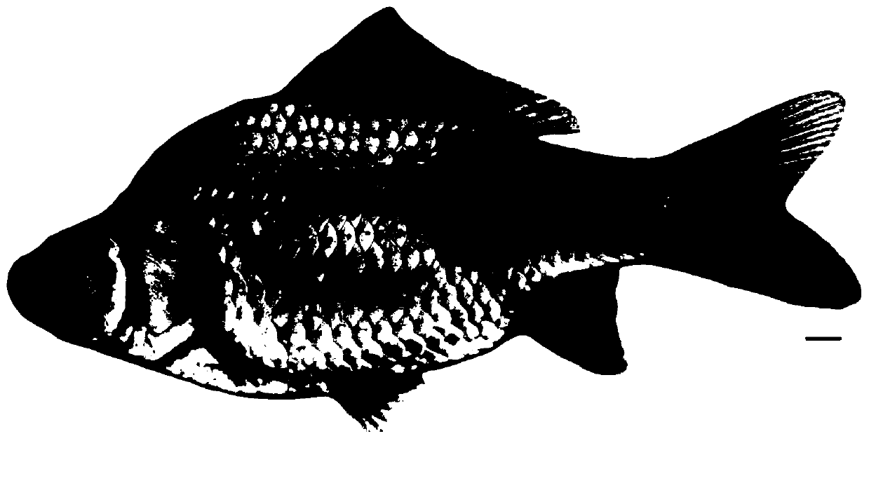 Method of establishing autotetraploid carp line and method of breeding autotriploid carp