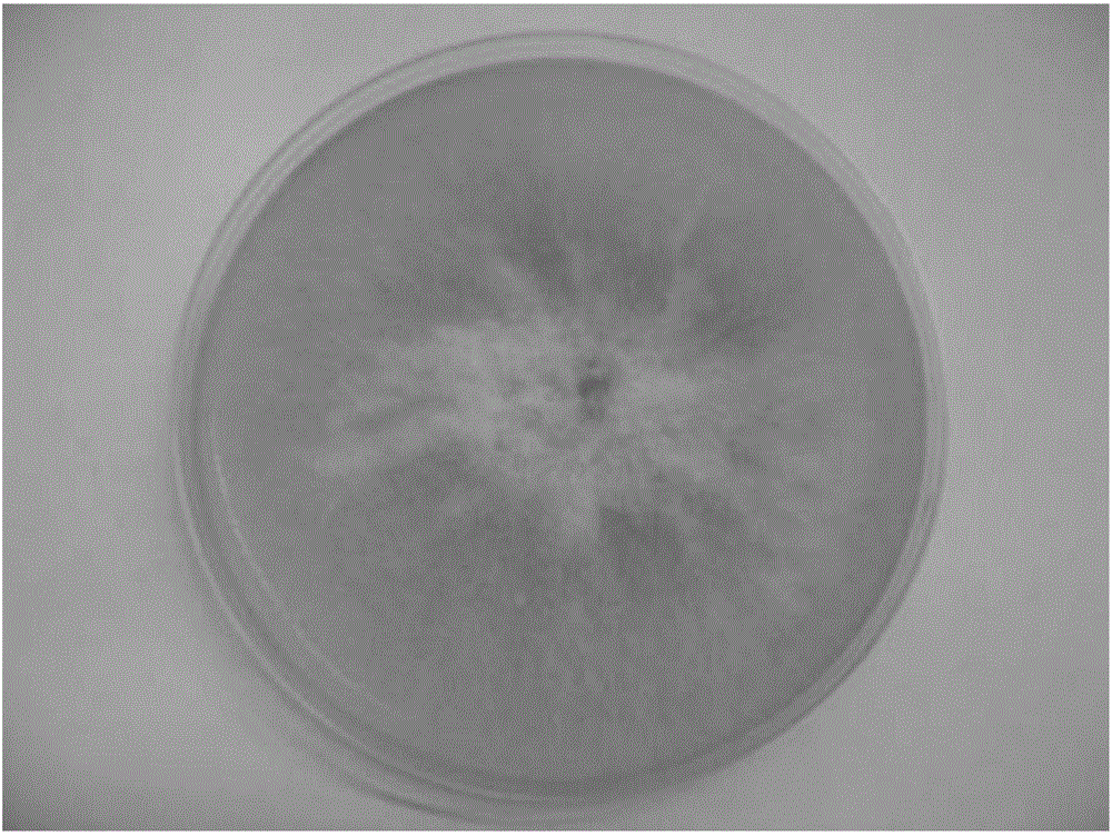 Fusarium oxysporum and application thereof to phytoremediation of heavy metal contaminated soil