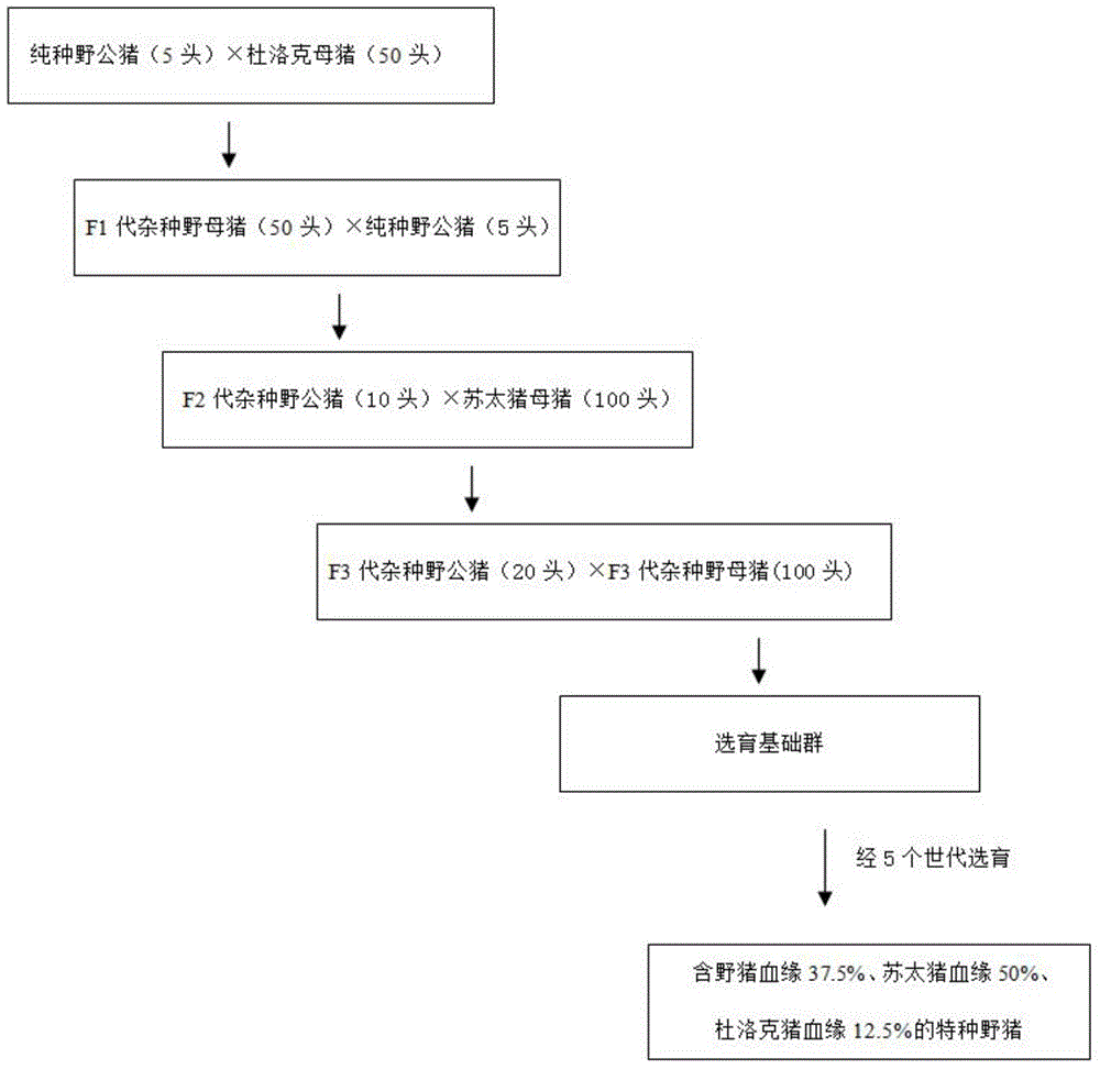 Method for cultivating special wild boars by utilizing hybridization of pigs and wild boars