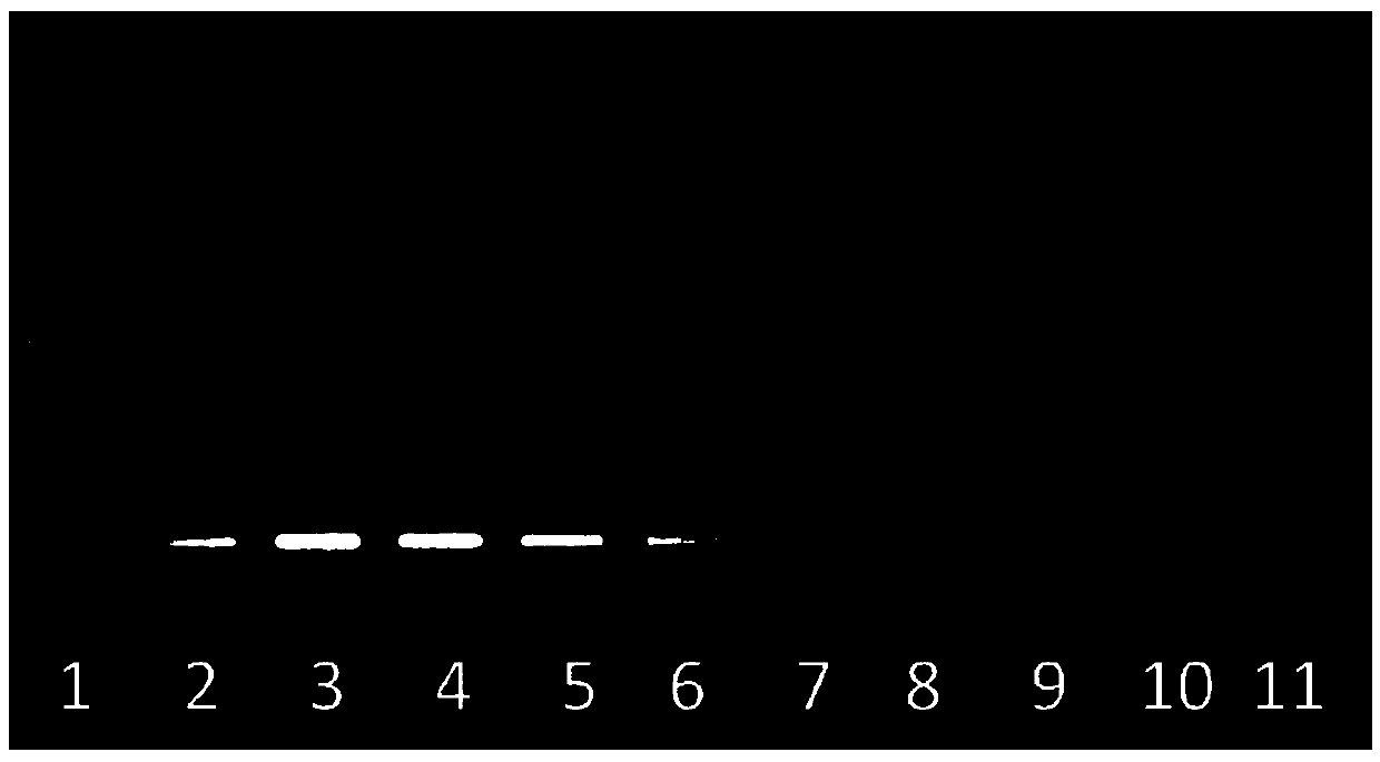 Double T-DNA vector capable of achieving agrobacterium co-transformation and establishment method and application thereof