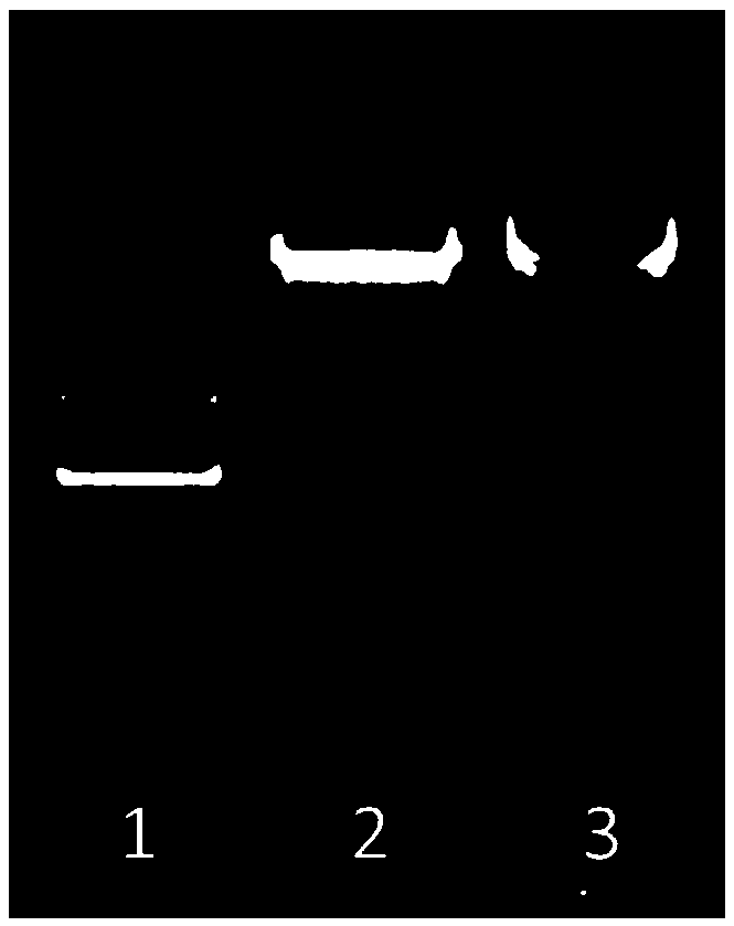 Double T-DNA vector capable of achieving agrobacterium co-transformation and establishment method and application thereof