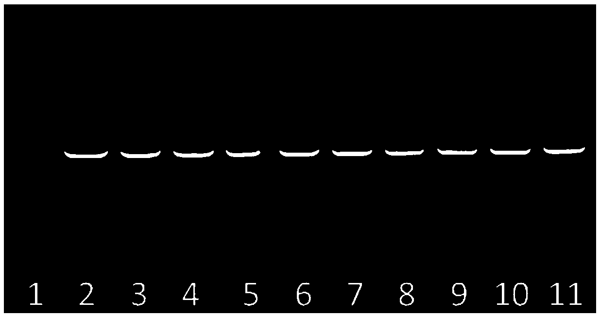 Double T-DNA vector capable of achieving agrobacterium co-transformation and establishment method and application thereof