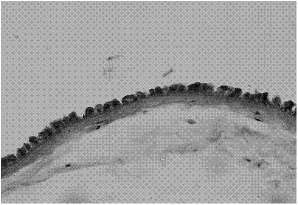 Composite anti-freezing liquid, and method for preserving human amnion by using same