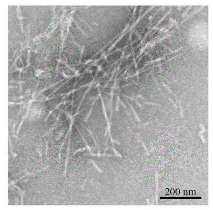 Method for inducing protein to form amyloid fiber through fibration segment