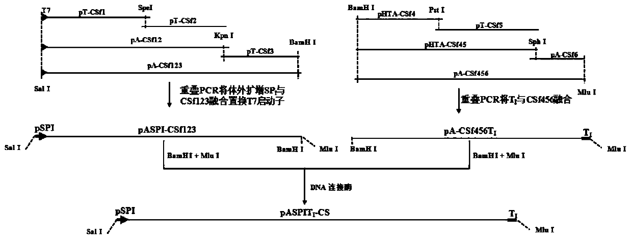 Hog cholera vaccine infectious cDNA (Complementary Deoxyribonucleic Acid) as well as construction method and application thereof