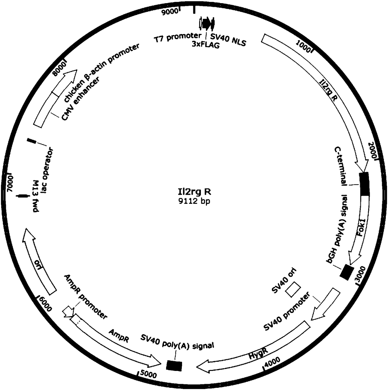 Construction method for Il2rg-knockout animal model, and short peptides used therein