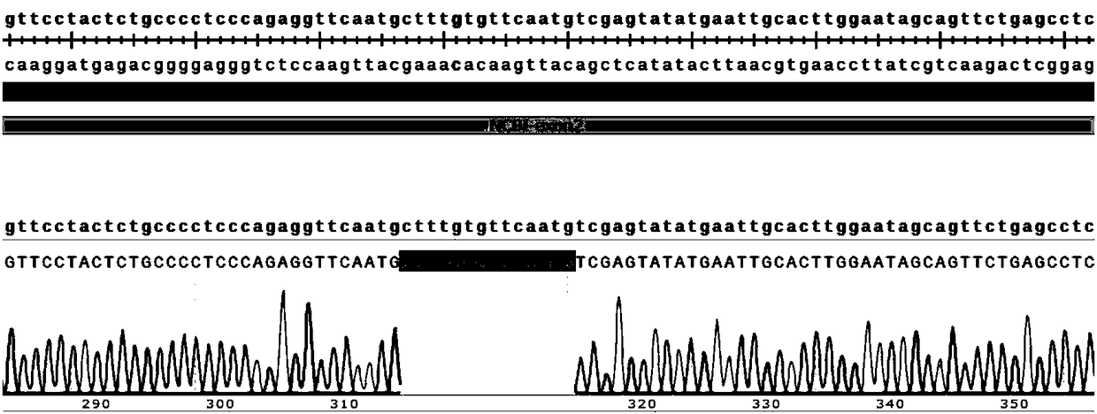 Construction method for Il2rg-knockout animal model, and short peptides used therein