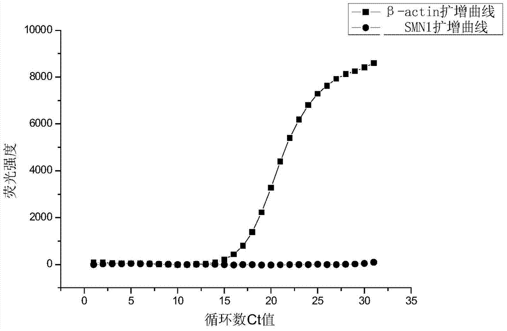 Primer and probe for screening spinal muscular atrophy (SMA) genes and using method of primer and probe