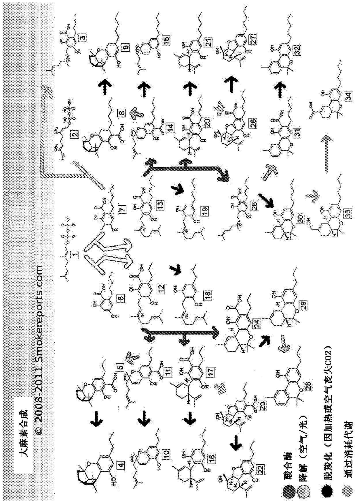 Production of cannabinoids in yeast