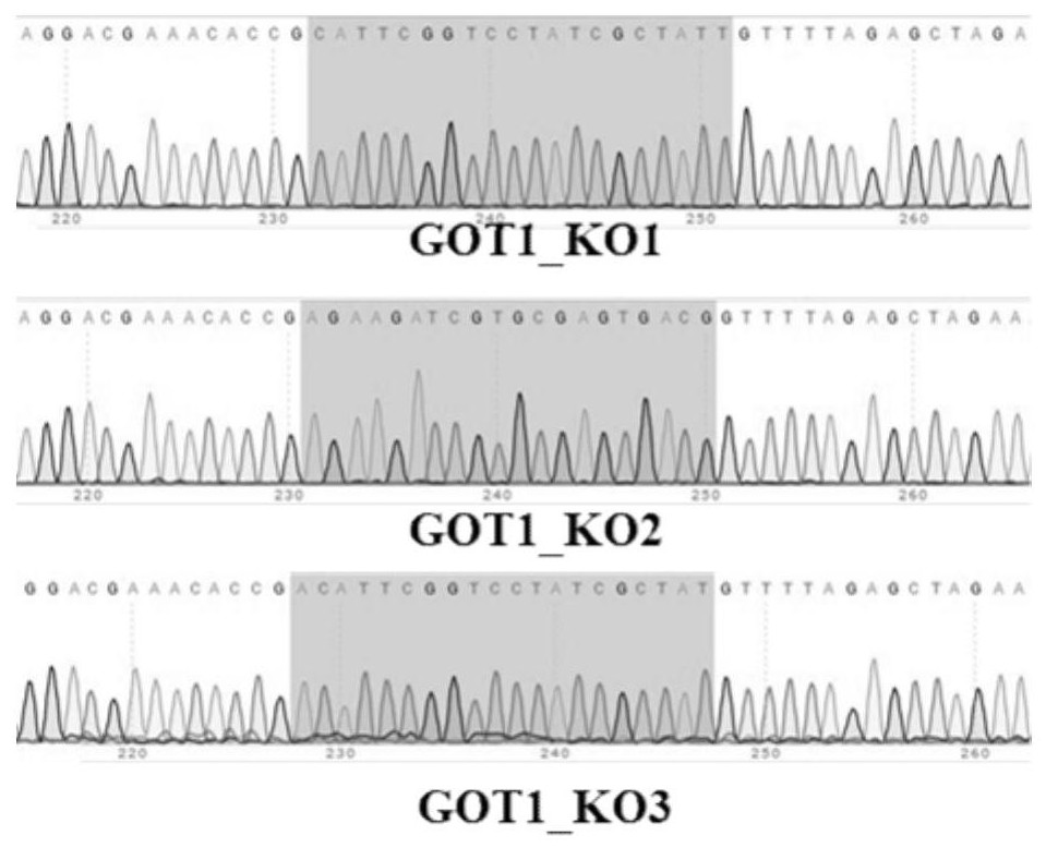 Method for Knocking Out Pig Got1 Gene Using CRISPR/Cas9 System