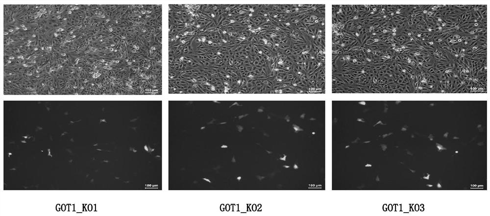 Method for Knocking Out Pig Got1 Gene Using CRISPR/Cas9 System