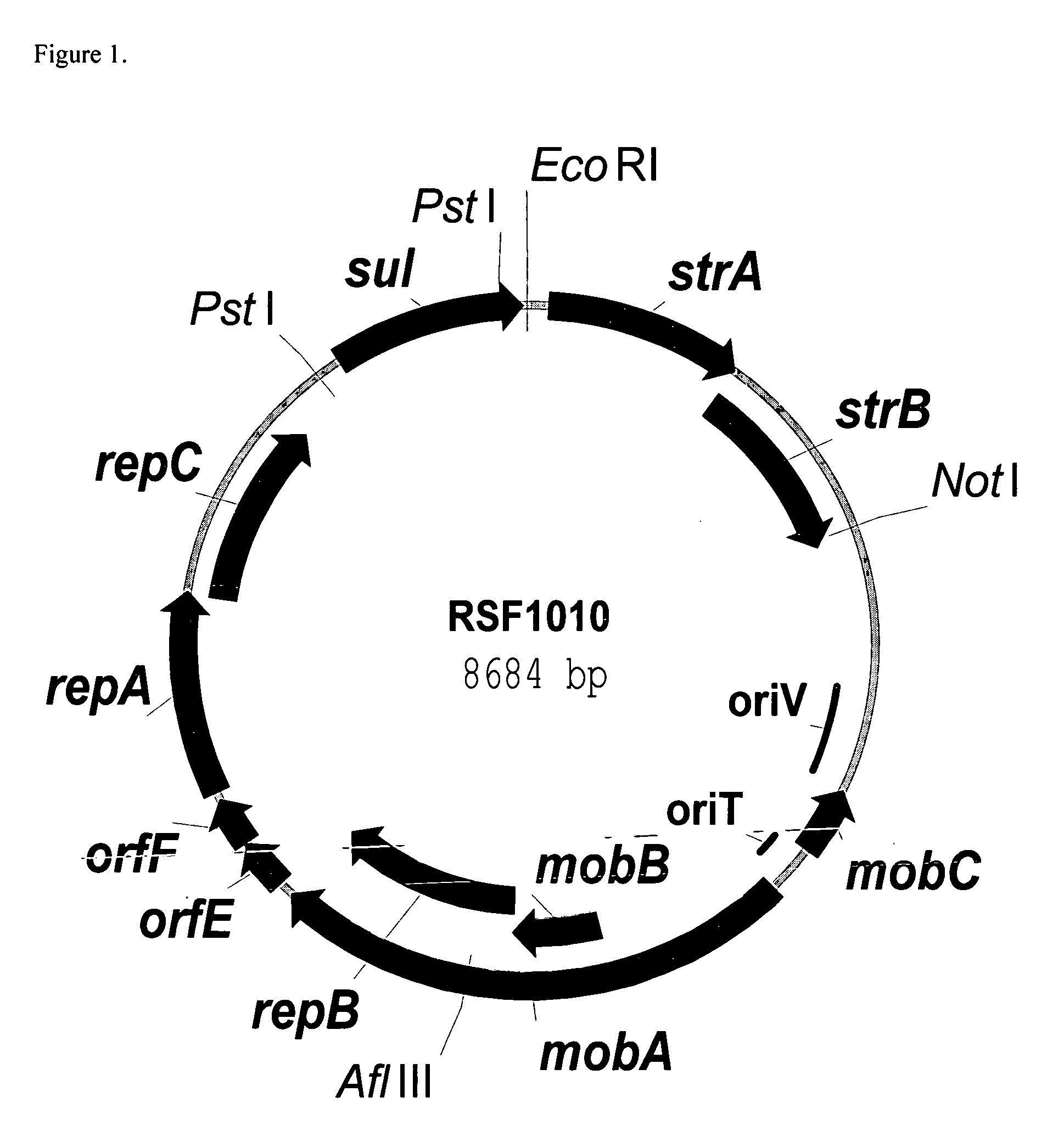 RSF1010 derivative Mob' plasmid containing no antibiotic resistance gene, bacterium comprising the plasmid and method for producing useful metabolites