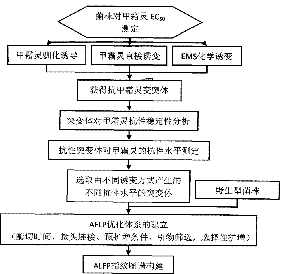 AFLP finger-print chromatogram construction of metalaxyl resistance by phytophthora sojae