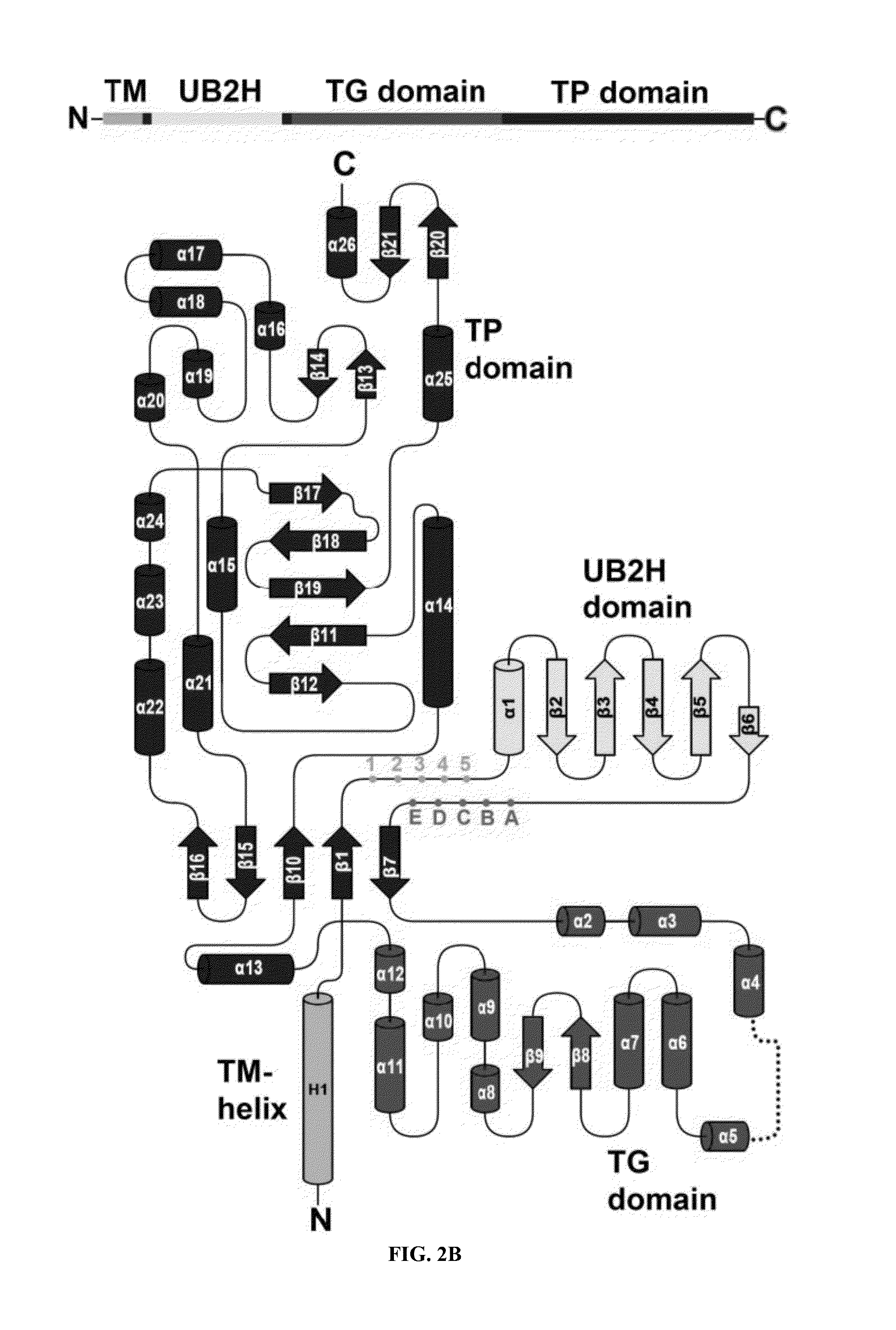 Crystal structure of bifunctional transglycosylase pbp1b from e. coli and inhibitors thereof