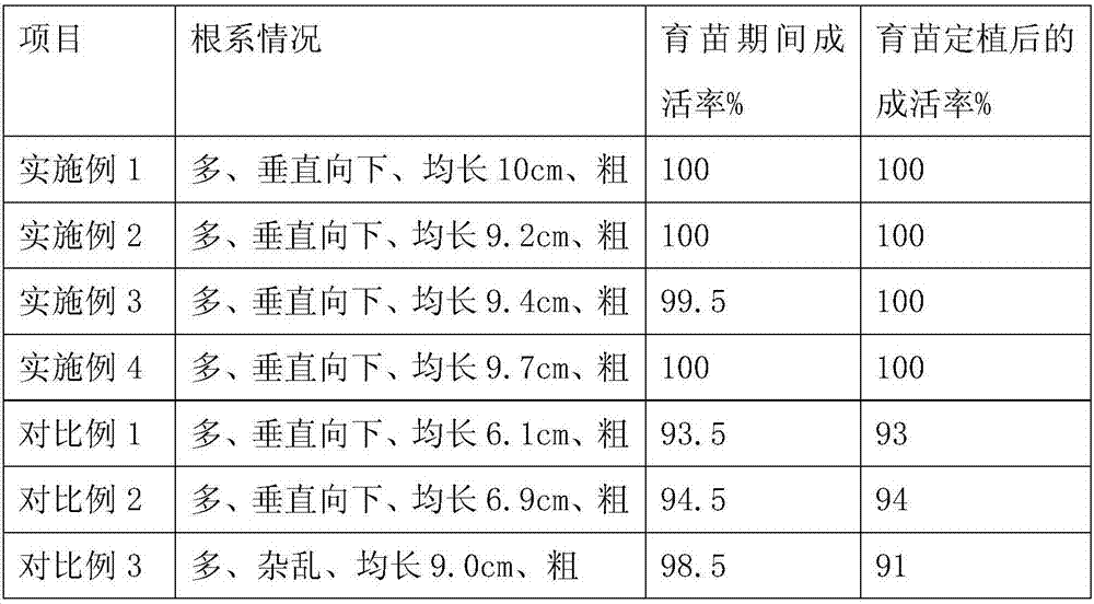 Hybridization Broussonetia papyrifera seedling growing method