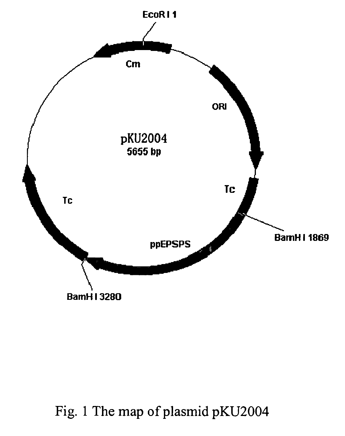 Glyphosate-tolerant 5-enolpyruvylshikimate-3-phosphate synthase and the gene encoding the same