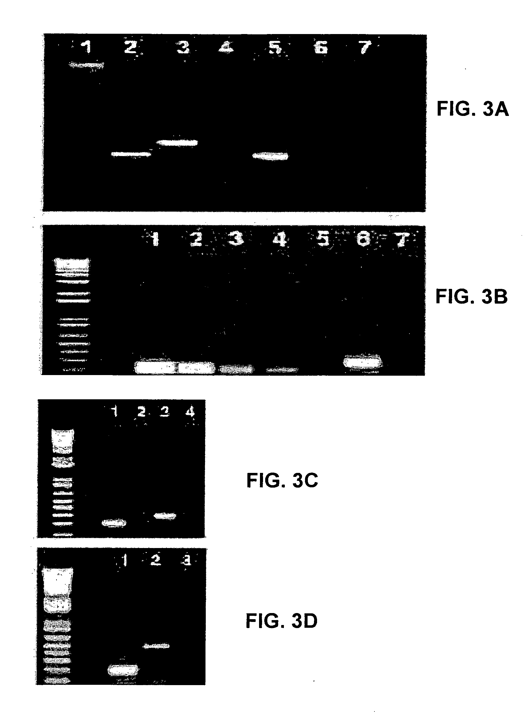 Embryonic stem cells and neural progenitor cells derived therefrom