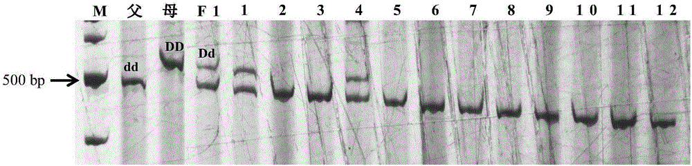 Mapping of eggplant fruit color epistatic gene D, and InDel molecular marker development and application thereof