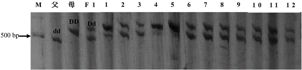 Mapping of eggplant fruit color epistatic gene D, and InDel molecular marker development and application thereof