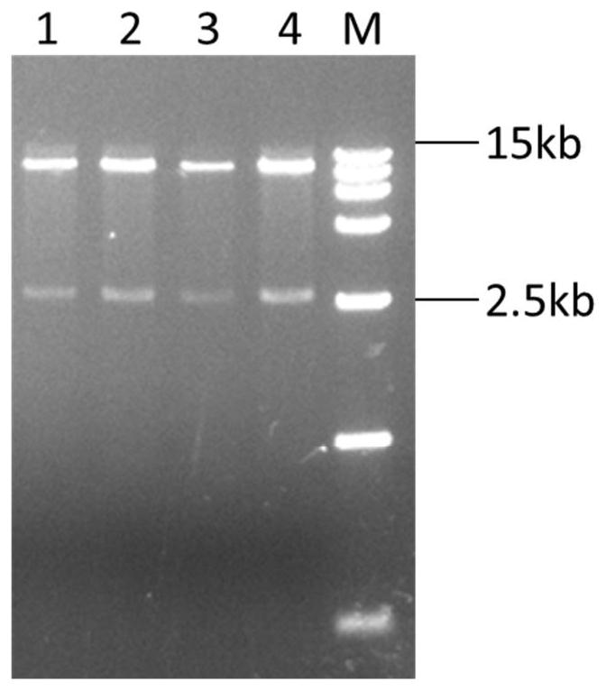 DNA molecule, recombinant virus and preparation method and application of DNA molecule and recombinant virus