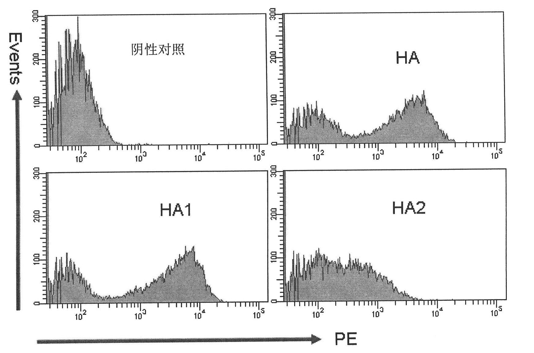 Method for analyzing epitope of protein